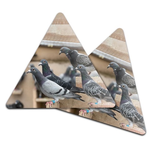 Triangle coaster pigeon - coaster,