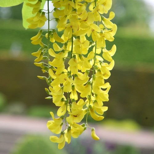 Litre laburnum anagyroides - litre, laburnum anagyroides