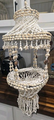 Vintage sea shell cowrie - sea,