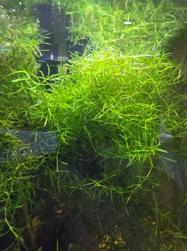 Guppy grass najas - najas, tropical