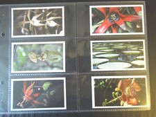  Grandee DISAPPEARING RAIN