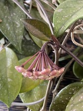 Hoya Carnosa Wax Flower Plant