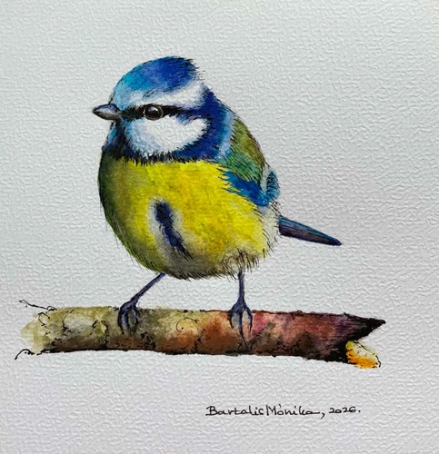 Blue tit original - blue, watercolour
