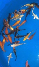 10 x 6-8" Koi Carp A* High