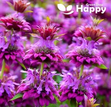 PURPLISH LILAC LEMON BEE BALM