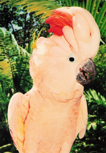Bird salmon crested - crested, cockatoo