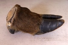 Beautiful wildebeest wildebeest hoof