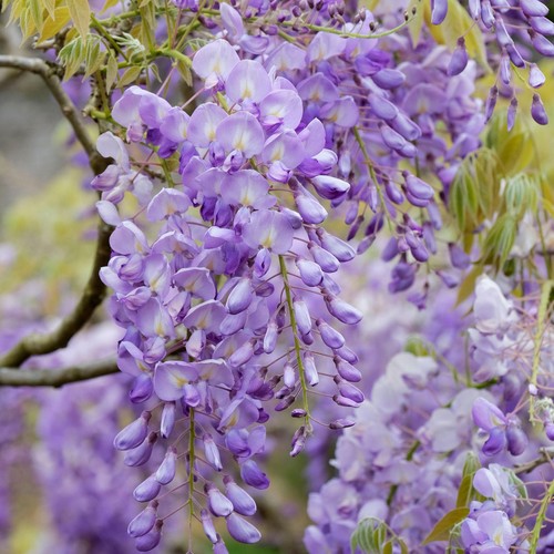 Wisteria sinensis - 1,