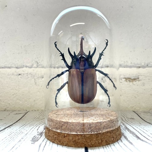 Five horned rhino beetle - horned,