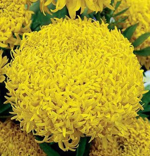 Marigold seeds giant size - giant,
