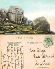 Vintage Postcard - Cow and