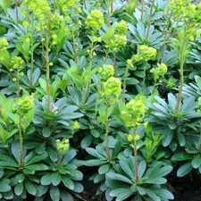 1x Fresh plant Euphorbia
