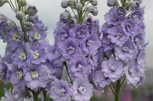 Delphinium lilac king seeds - delphinium,