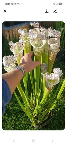 Sarracenia giant cotton - sarracenia,