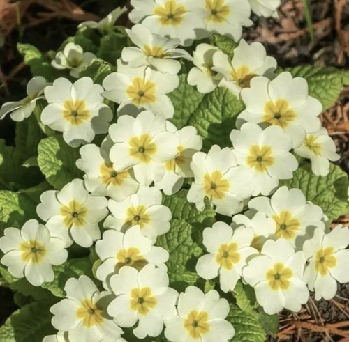 Primula vulgaris plants - 2,