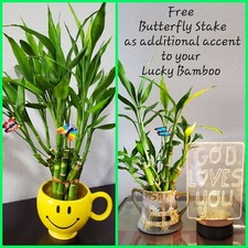 5 Lucky Bamboo 4 inches
