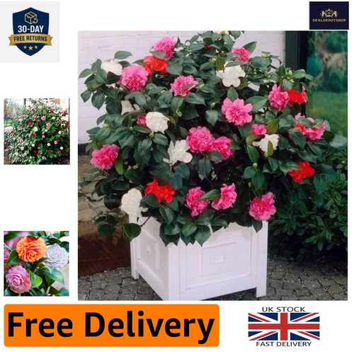 Tricolour camellia japonica - tricolour,