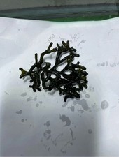 Codium Macro Algae for Marine
