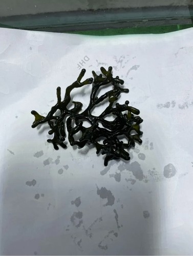 Codium macro algae for marine - for,