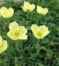 Papaver Dwarf Poppy Moondance