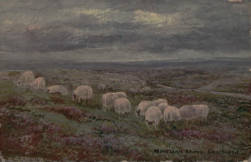 Antique moorland sheep - antique,