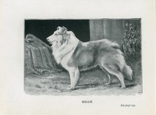 COLLIE ROUGH NAMED DOG LITTLE