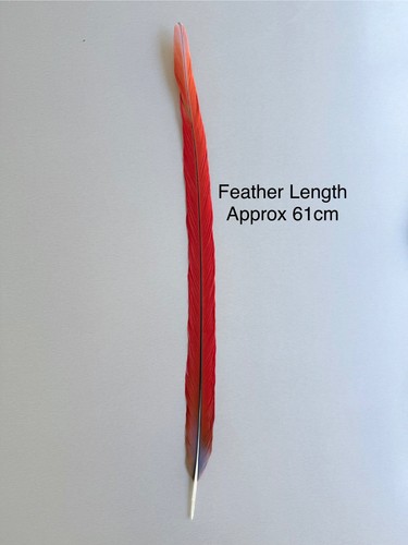 Parrot macaw feather - macaw, crafts