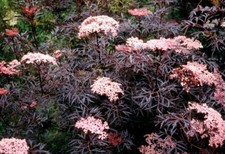 Sambucus Black Lace in 9cm pot cut leaf elderberry