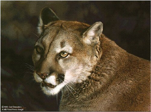 Carl brenders close cougar - brenders, up