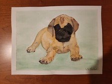 English bull mastiff pup
