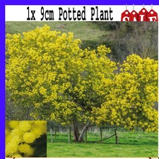 Acacia dealbata evergreen - 1x,