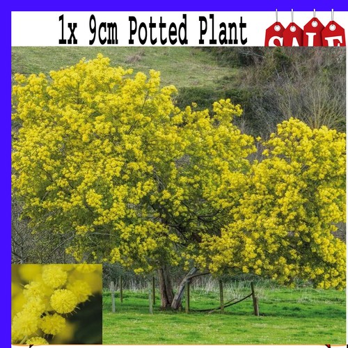 Acacia dealbata evergreen - 1x,