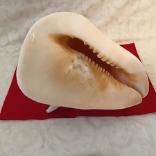 Large Queen helmet conch seashell,cassis Canuta lovely markings