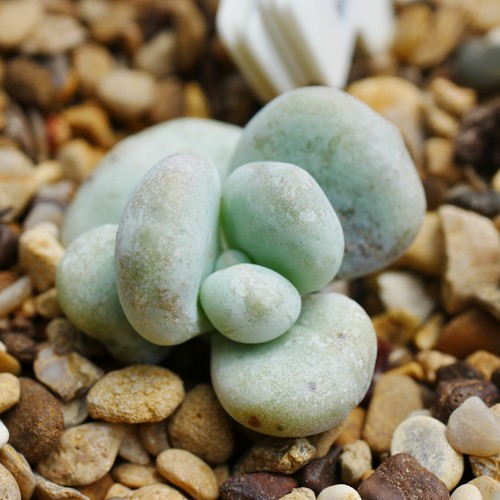 Pachyphytum botox 3cm plant - pachyphytum,