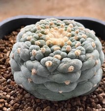 7.9cm  Caci WYSIWYG Boutique