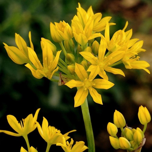 Allium moly golden - moly,