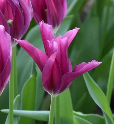 Purple doll lily - purple,