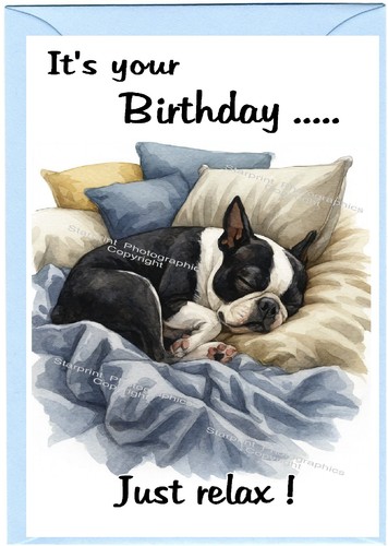 Boston terrier dog - dog, birthday