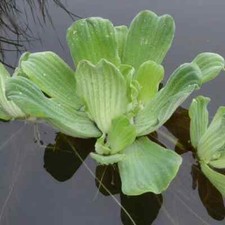 1 x Water Lettuce floating