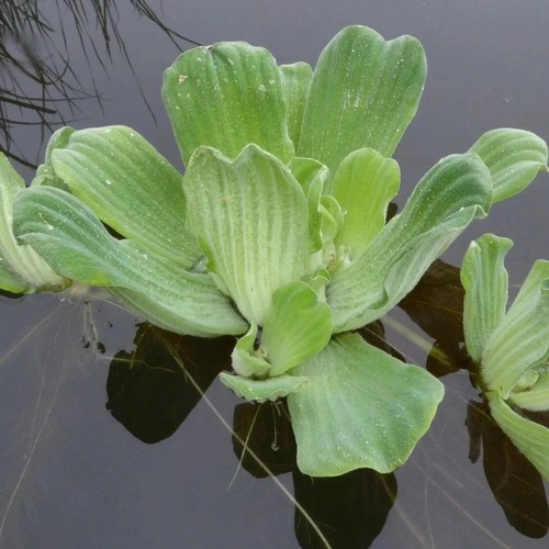 Water lettuce floating - lettuce,