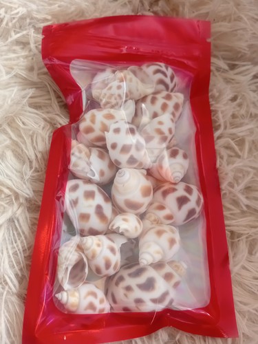 Shells for hermit crabs - for,
