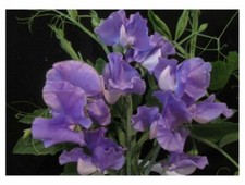 SWEET PEA - PARFUME - JUST