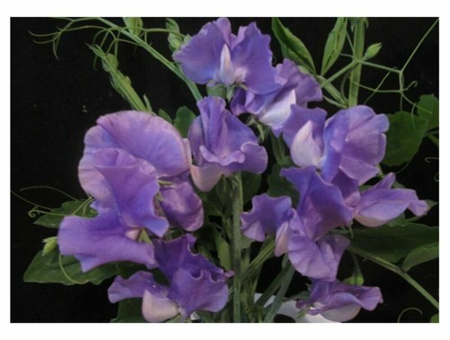 Sweet pea parfume just - sweet,