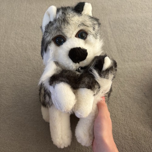 Super cute fluffy husky and - super,