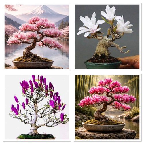 Mixed colours magnolia - mixed, tree