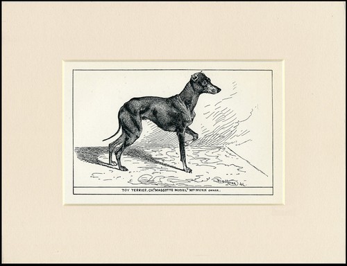English toy terrier vintage - english,