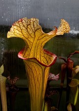 Sarracenia Tom’s Choice carnivorous pitcher plant