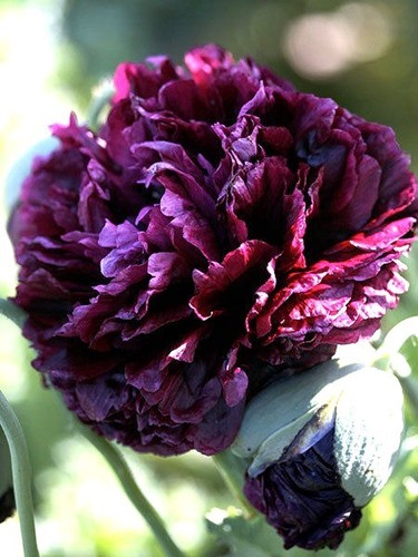 Black poppy paeony - poppy,