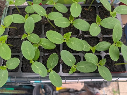 Marketmore cucumber plug - marketmore, 2