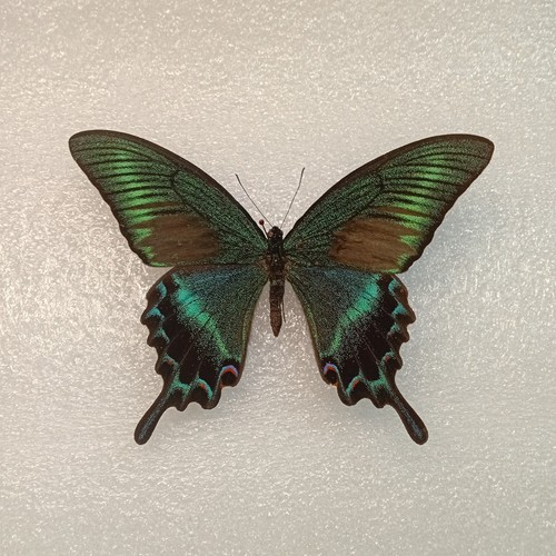 Papilio maackii alpine black - maackii,,